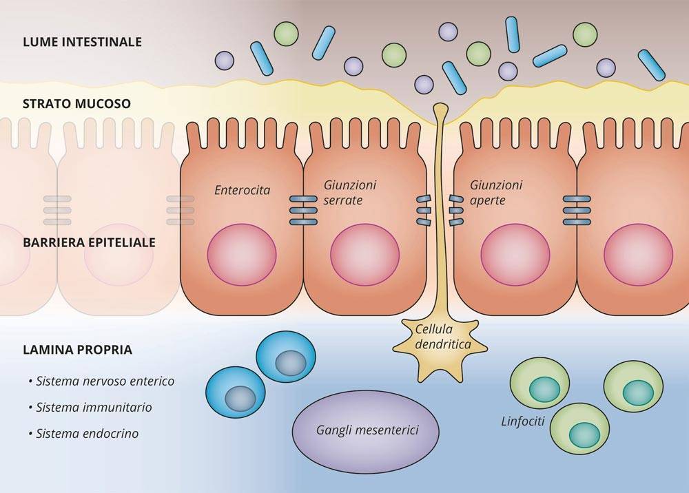 Nutrizionista Santini - Patologie Intestinali